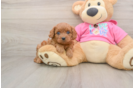 Energetic Cavoodle Poodle Mix Puppy