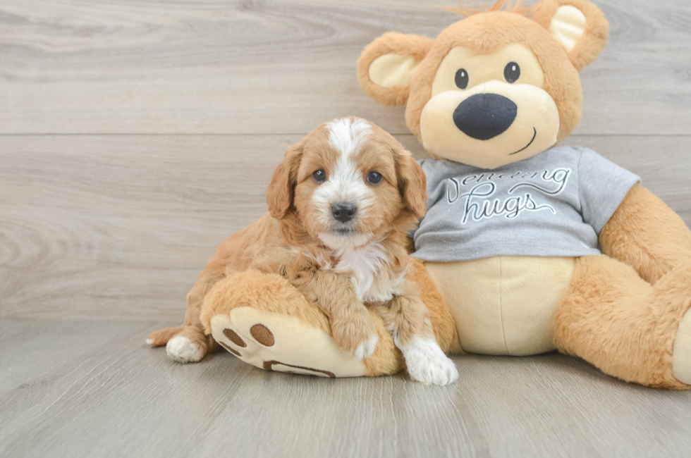 5 week old Cavapoo Puppy For Sale - Seaside Pups