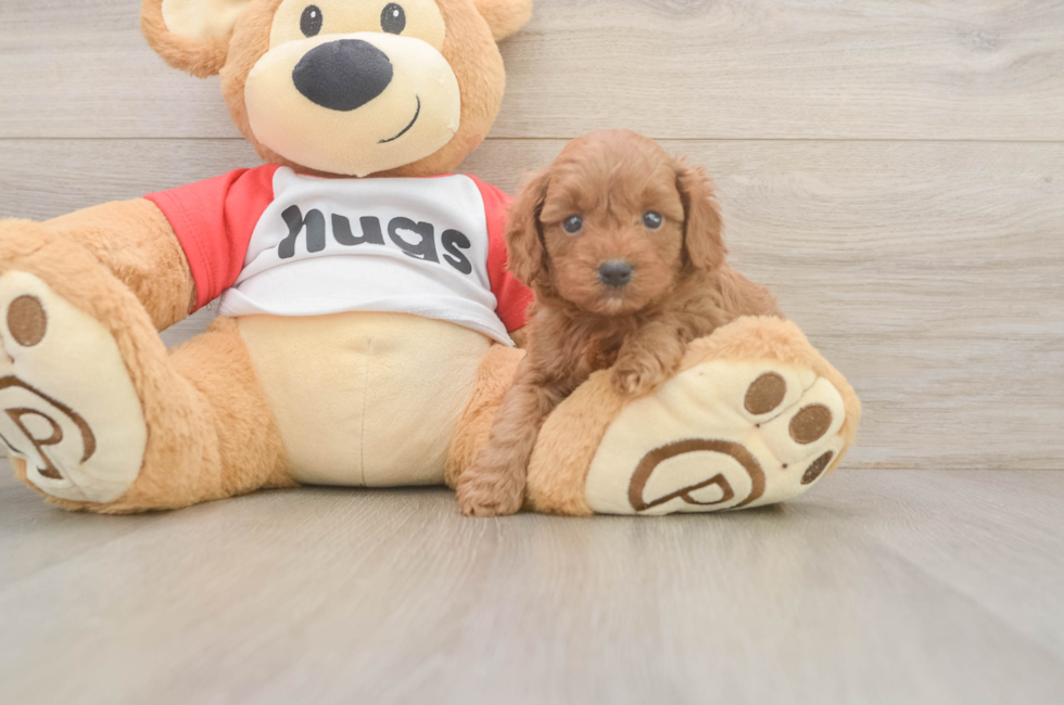 5 week old Cavapoo Puppy For Sale - Seaside Pups