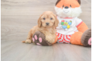 Best Cavapoo Baby