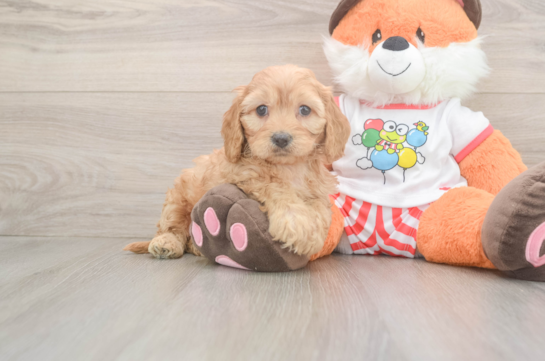 Best Cavapoo Baby