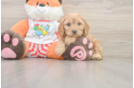 Best Cavapoo Baby