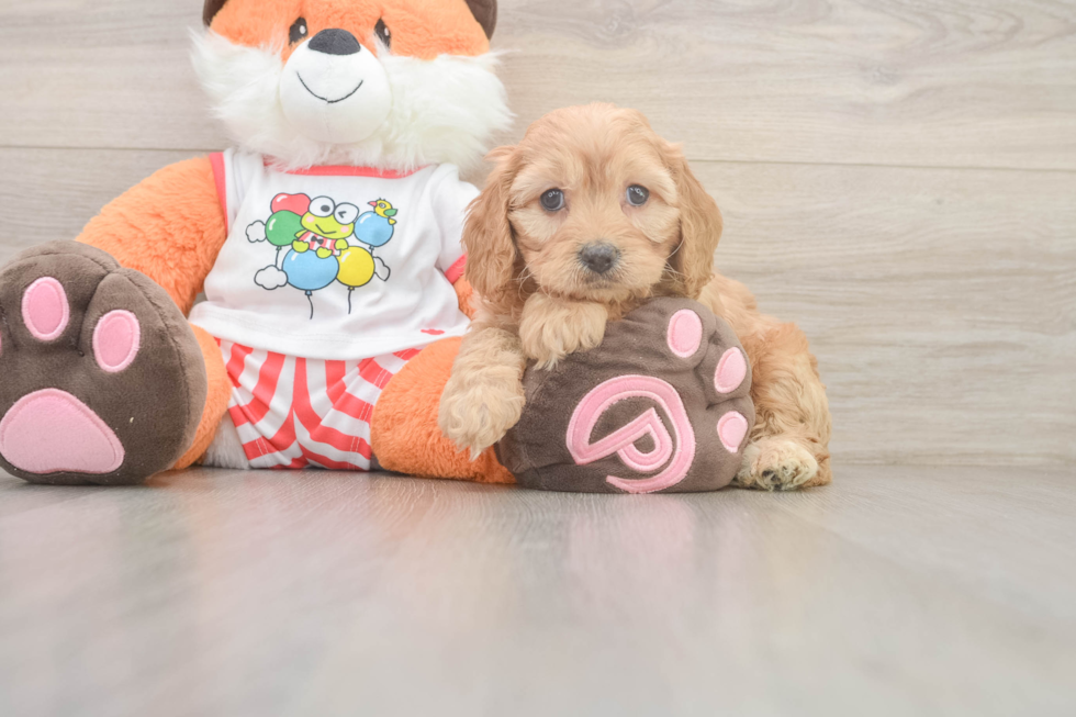 Best Cavapoo Baby