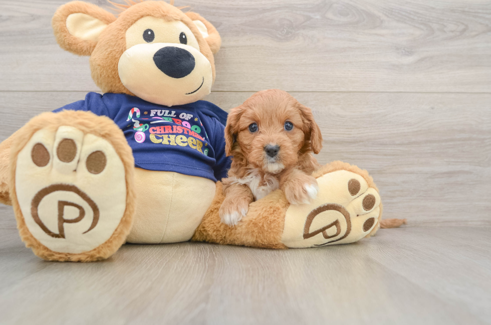 5 week old Cavapoo Puppy For Sale - Seaside Pups