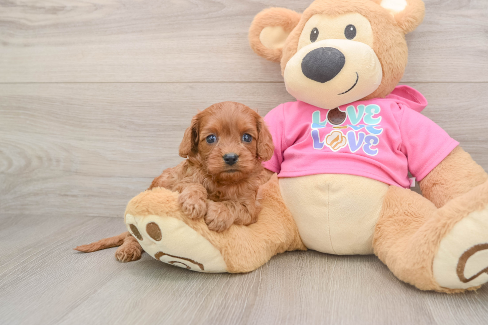 Best Cavapoo Baby