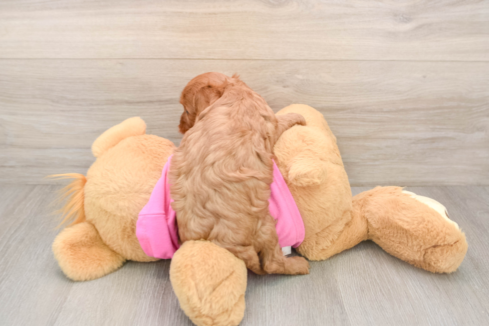 Petite Cavapoo Poodle Mix Pup