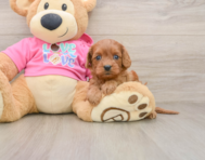 7 week old Cavapoo Puppy For Sale - Seaside Pups