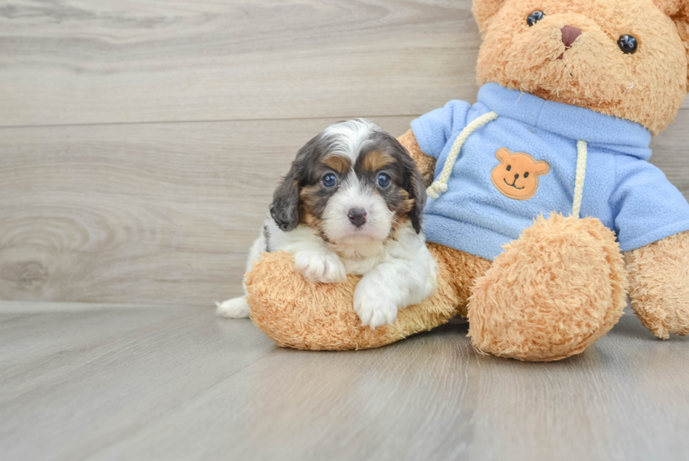 Cavapoo Puppy for Adoption