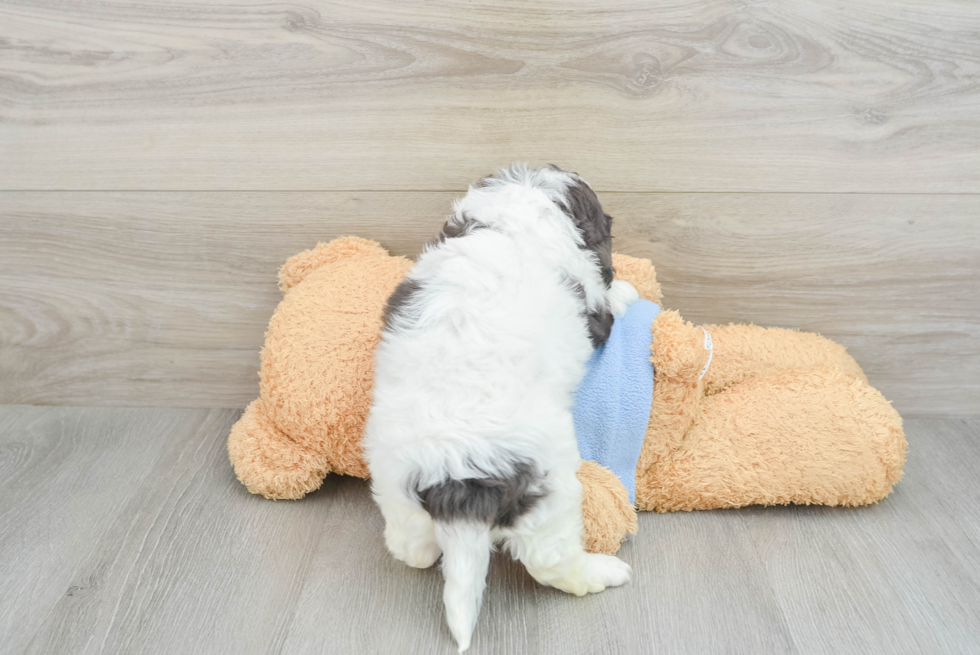 Petite Cavapoo Poodle Mix Pup