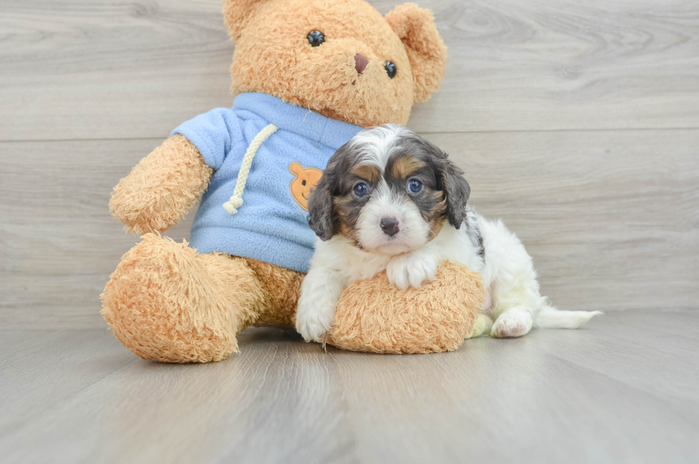 5 week old Cavapoo Puppy For Sale - Seaside Pups