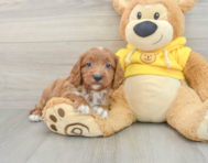 8 week old Cavapoo Puppy For Sale - Seaside Pups