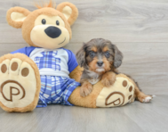 10 week old Cavapoo Puppy For Sale - Seaside Pups