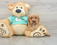 7 week old Cavapoo Puppy For Sale - Seaside Pups