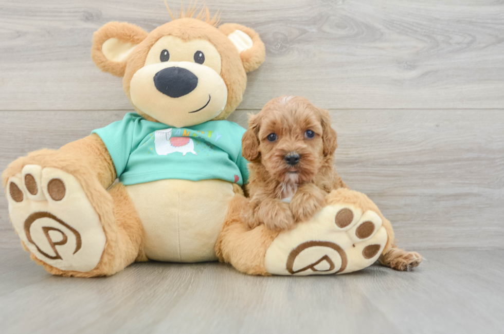 6 week old Cavapoo Puppy For Sale - Seaside Pups