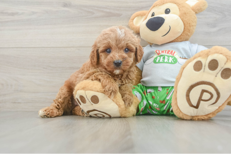 Cavapoo Pup Being Cute