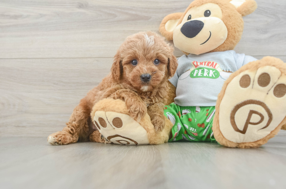 6 week old Cavapoo Puppy For Sale - Seaside Pups