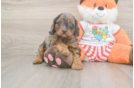 Best Cavapoo Baby
