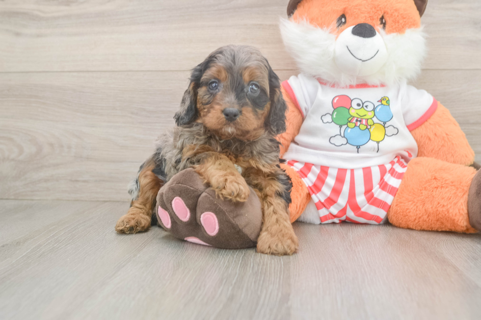 Best Cavapoo Baby