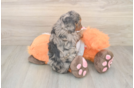 Energetic Cavoodle Poodle Mix Puppy