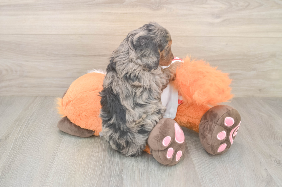 Energetic Cavoodle Poodle Mix Puppy