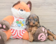 9 week old Cavapoo Puppy For Sale - Seaside Pups