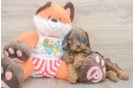Energetic Cavoodle Poodle Mix Puppy