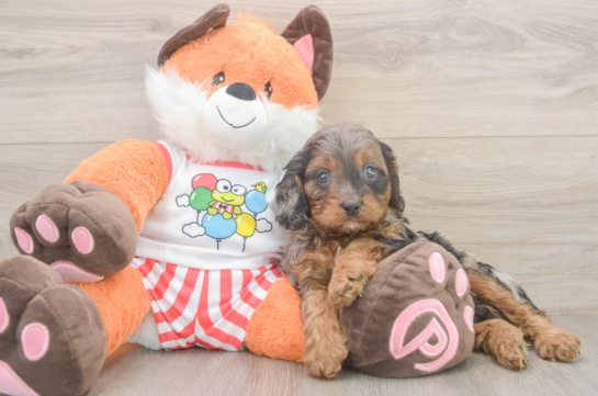 Energetic Cavoodle Poodle Mix Puppy