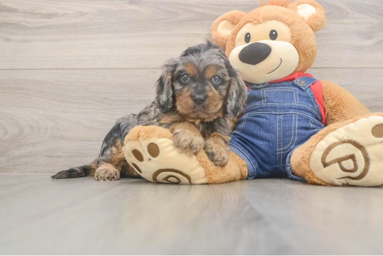 Playful Cavapoodle Poodle Mix Puppy