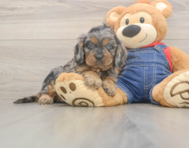 7 week old Cavapoo Puppy For Sale - Seaside Pups