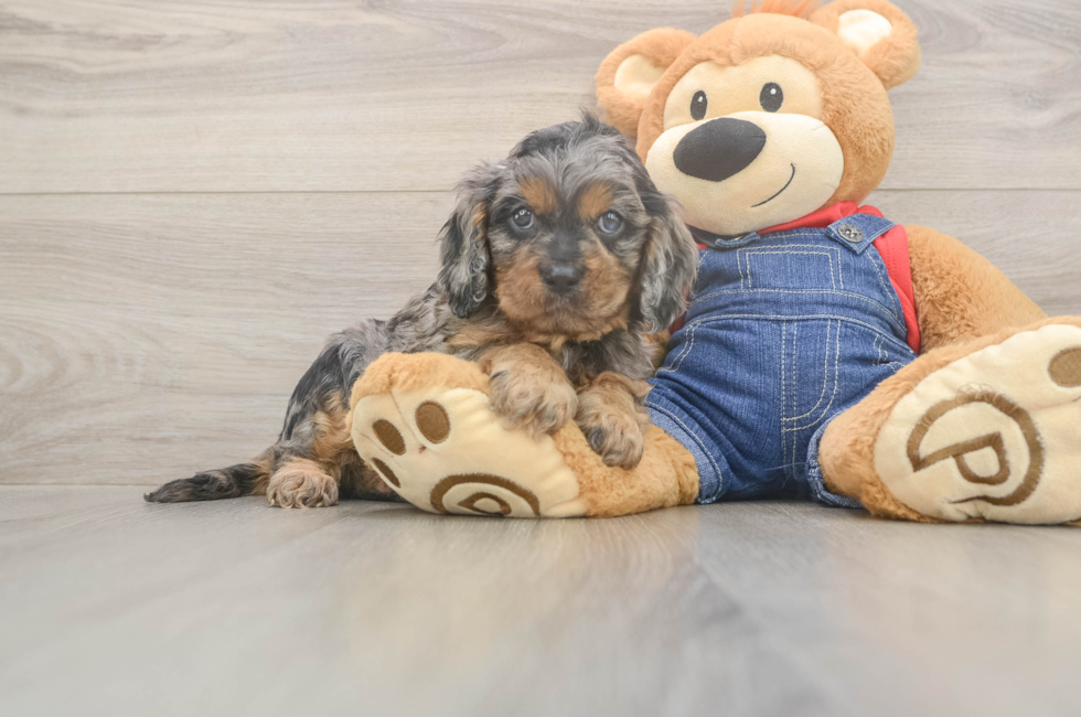 5 week old Cavapoo Puppy For Sale - Seaside Pups