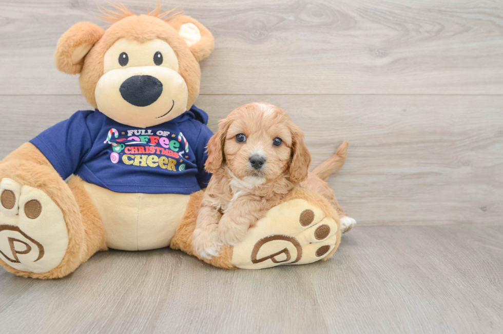 5 week old Cavapoo Puppy For Sale - Seaside Pups