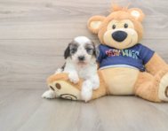7 week old Cavapoo Puppy For Sale - Seaside Pups