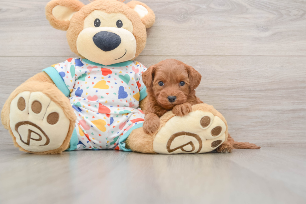 Cavapoo Pup Being Cute