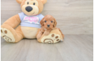 Cavapoo Puppy for Adoption