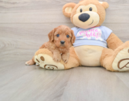 8 week old Cavapoo Puppy For Sale - Seaside Pups