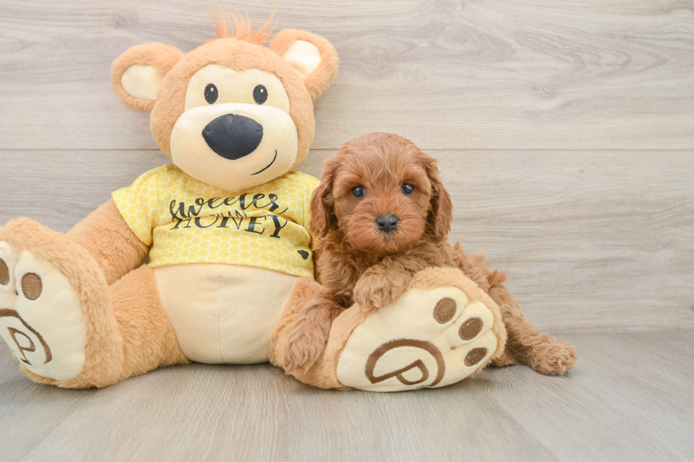 Adorable Cavalier King Charles Spaniel and Poodle Mix Poodle Mix Puppy