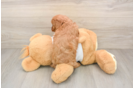 Cavapoo Puppy for Adoption