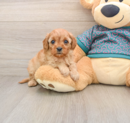 8 week old Cavapoo Puppy For Sale - Seaside Pups