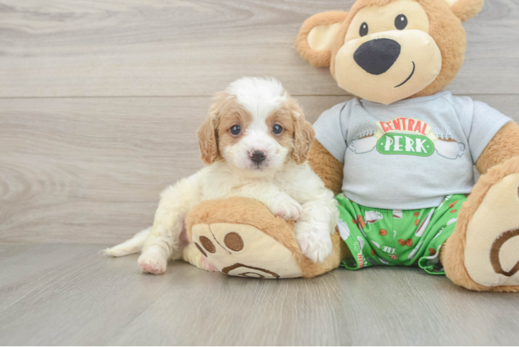Adorable Cavalier King Charles Spaniel and Poodle Mix Poodle Mix Puppy