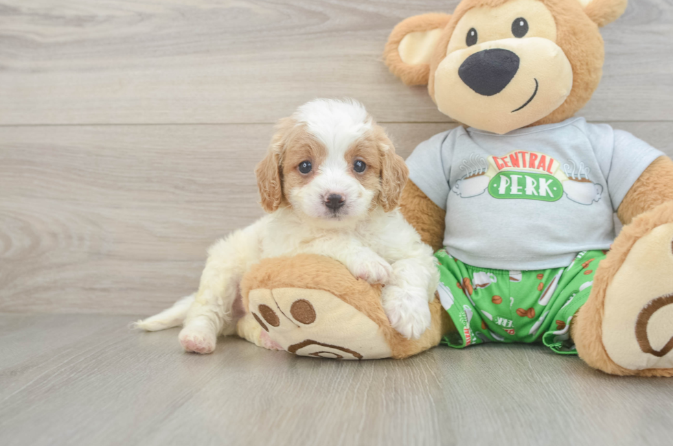 6 week old Cavapoo Puppy For Sale - Seaside Pups