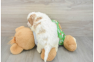 Cavapoo Pup Being Cute