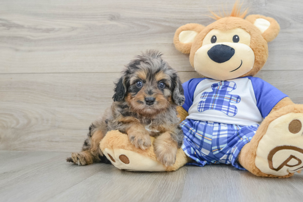 Petite Cavapoo Poodle Mix Pup