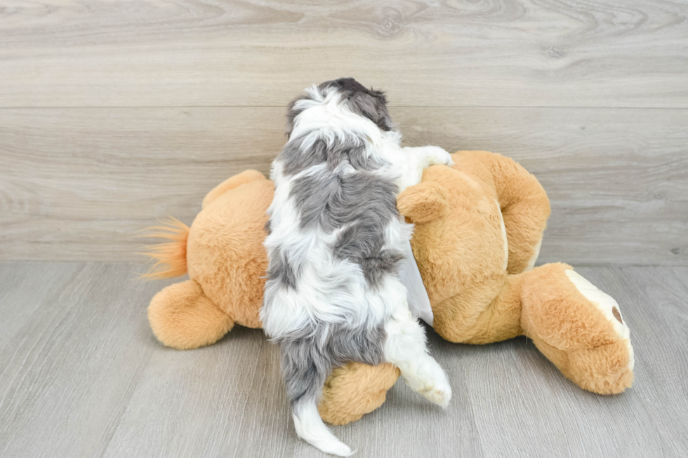 Best Cavapoo Baby