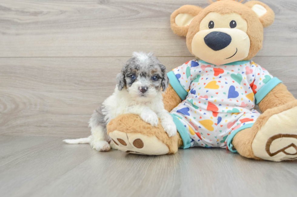 6 week old Cavapoo Puppy For Sale - Seaside Pups