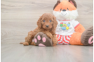 Fluffy Cavapoo Poodle Mix Pup