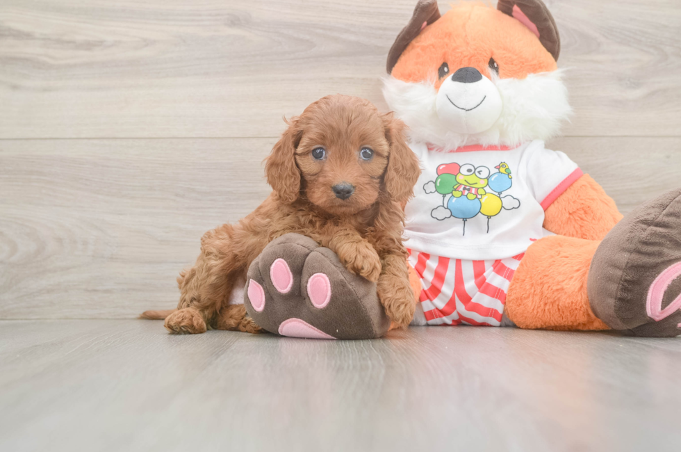 5 week old Cavapoo Puppy For Sale - Seaside Pups