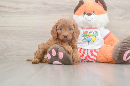 Fluffy Cavapoo Poodle Mix Pup