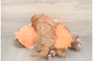 Cavapoo Pup Being Cute