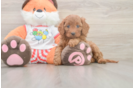 Hypoallergenic Cavadoodle Poodle Mix Puppy
