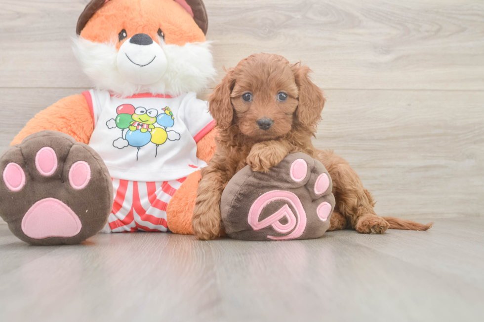Hypoallergenic Cavadoodle Poodle Mix Puppy
